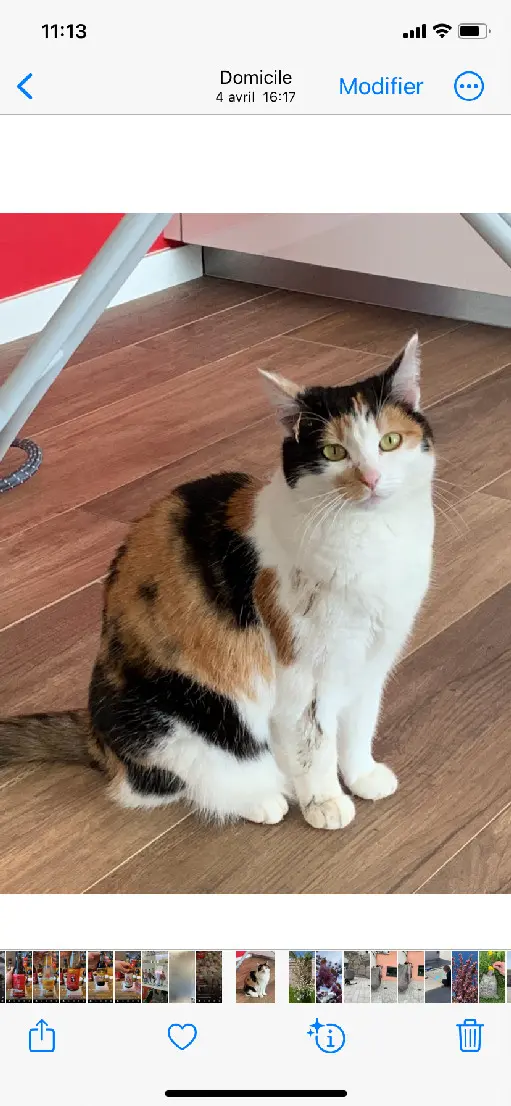 Chatte Perdue 68 Haut-Rhin - Chatouille Chatte Perdue 68 Haut-Rhin - Chatouille