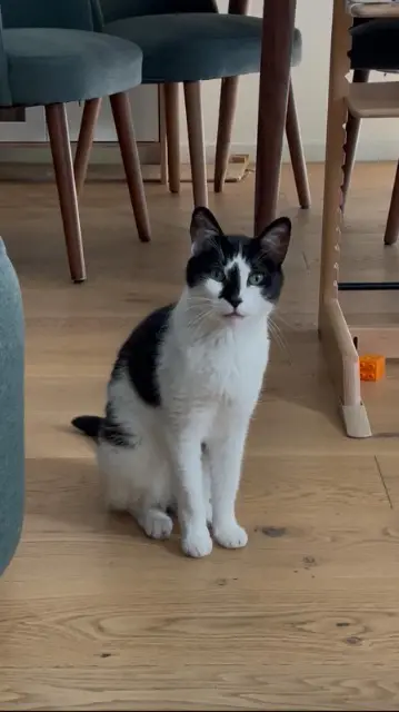 chatte reunited   68128 Rosenau Chouchou