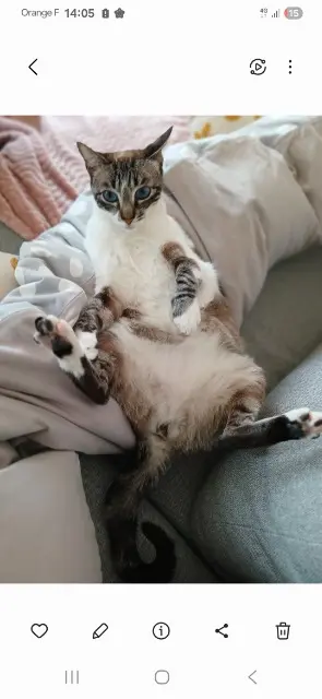 chatte reunited   68700 Cernay Choupette