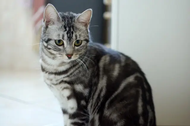chatte reunited   68040 Ingersheim Coco