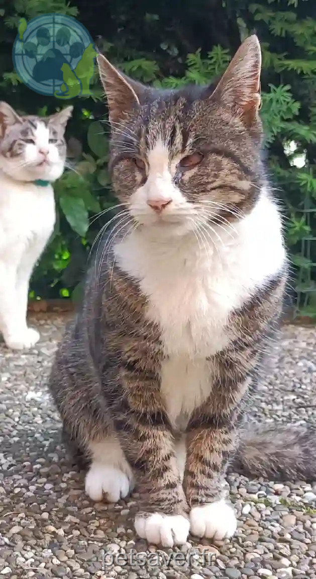 Chatte Trouvée 68 Haut-Rhin - Câline Chatte Trouvée 68 Haut-Rhin - Câline