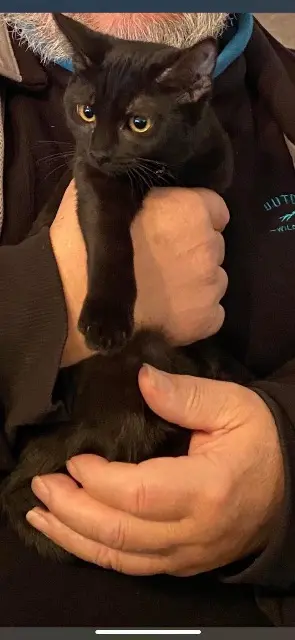 chatte reunited   68000 Colmar Fifine