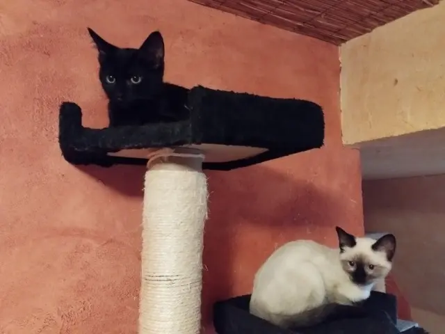 chatte reunited   68730 Ranspach-le-Bas Fiona