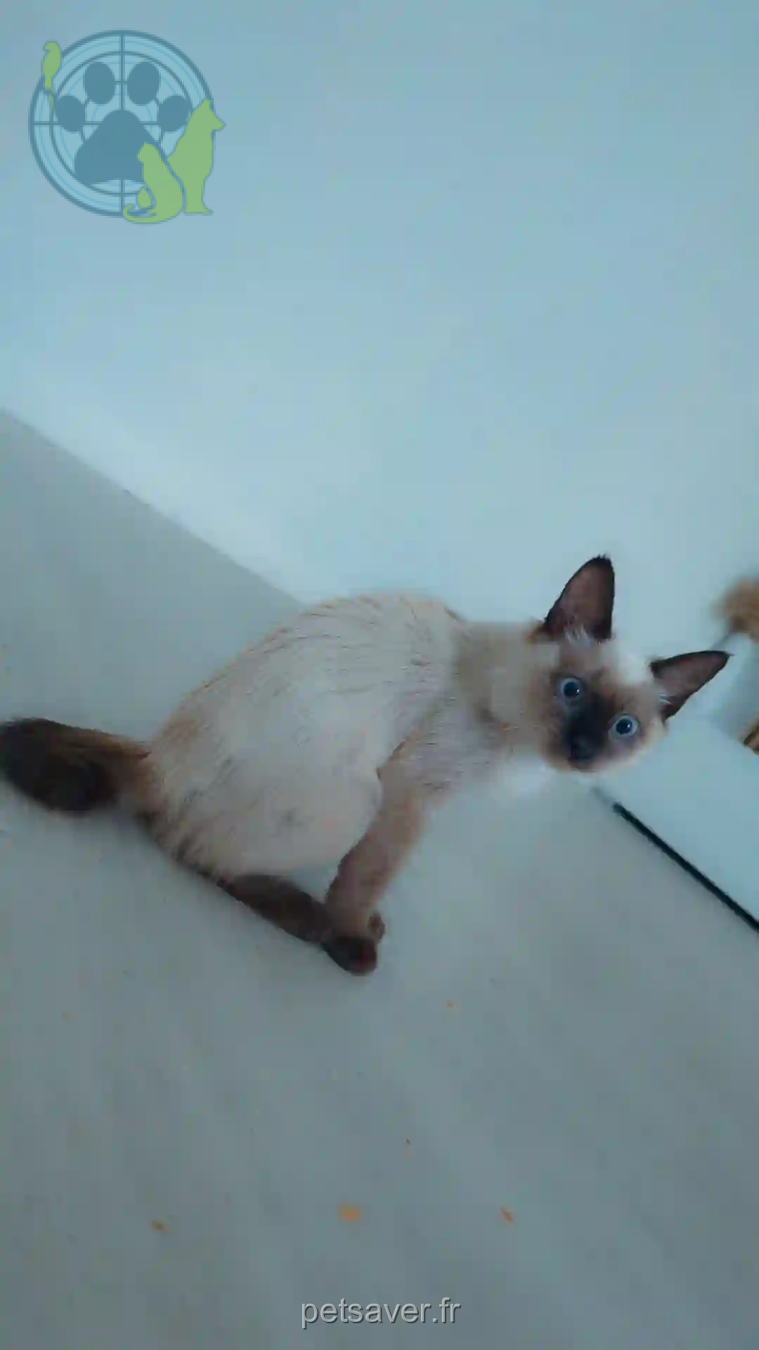 Chatte Trouvée 68 Haut-Rhin - Fola Chatte Trouvée 68 Haut-Rhin - Fola
