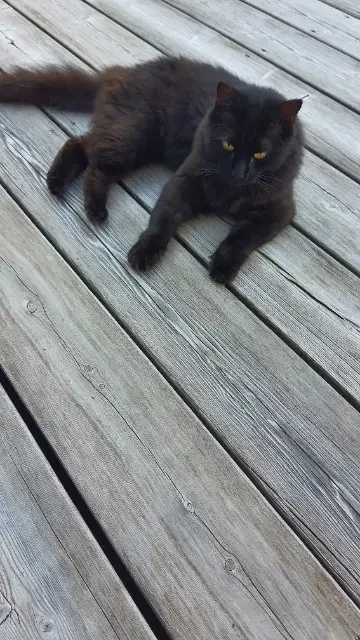 chatte reunited   68230 Turckheim Féline