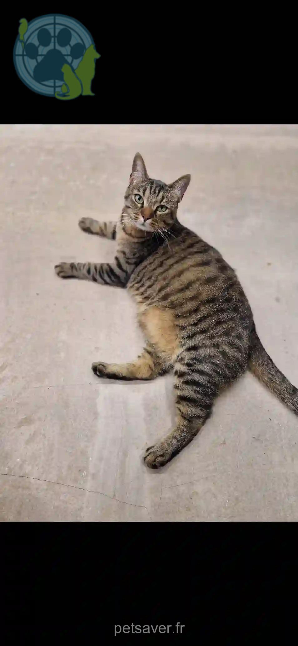 Chatte Trouvée 68 Haut-Rhin - Gaïa Chatte Trouvée 68 Haut-Rhin - Gaïa