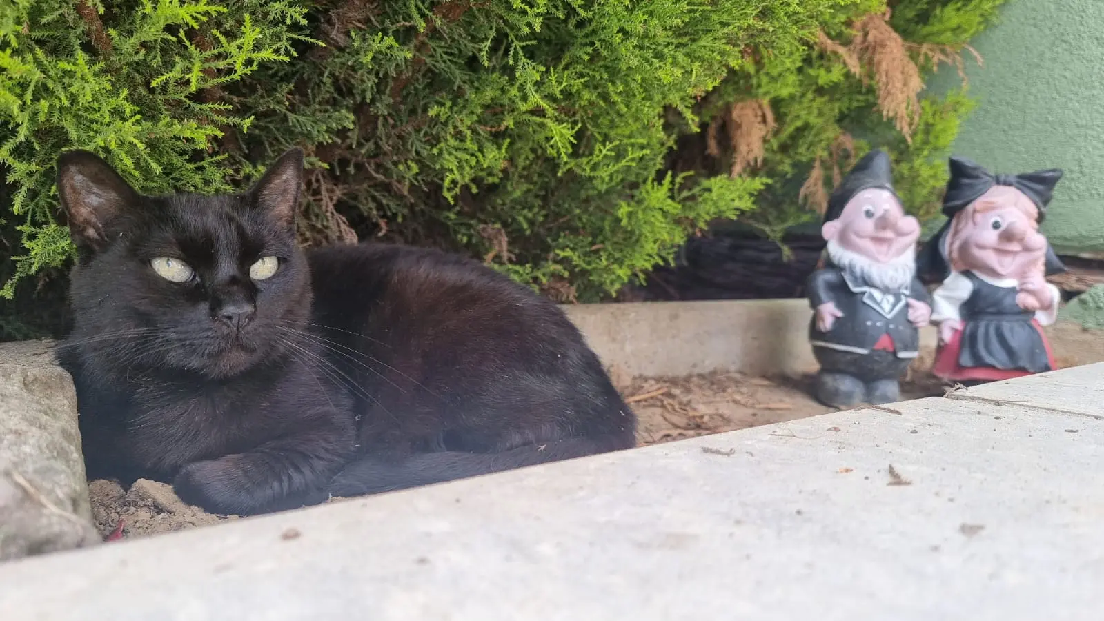 Chatte Perdue 68 Haut-Rhin - Gomette Chatte Perdue 68 Haut-Rhin - Gomette