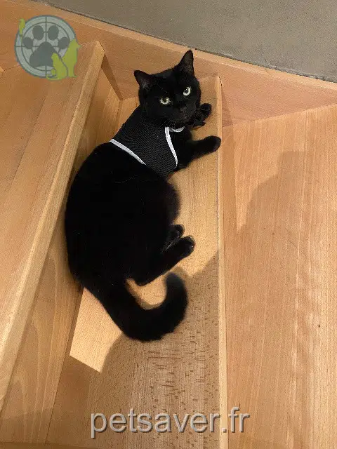 chatte reunited   68210 Bellemagny Jinny