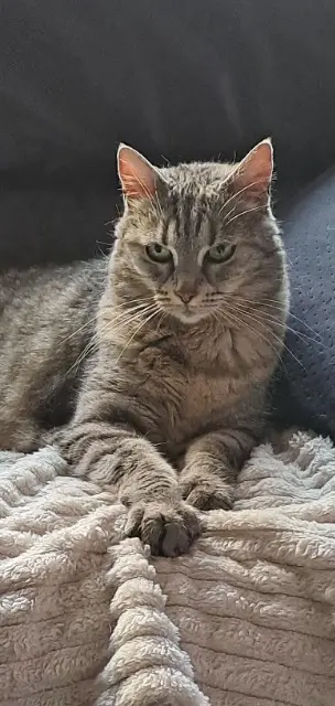 chatte reunited   68250 Pfaffenheim Juju