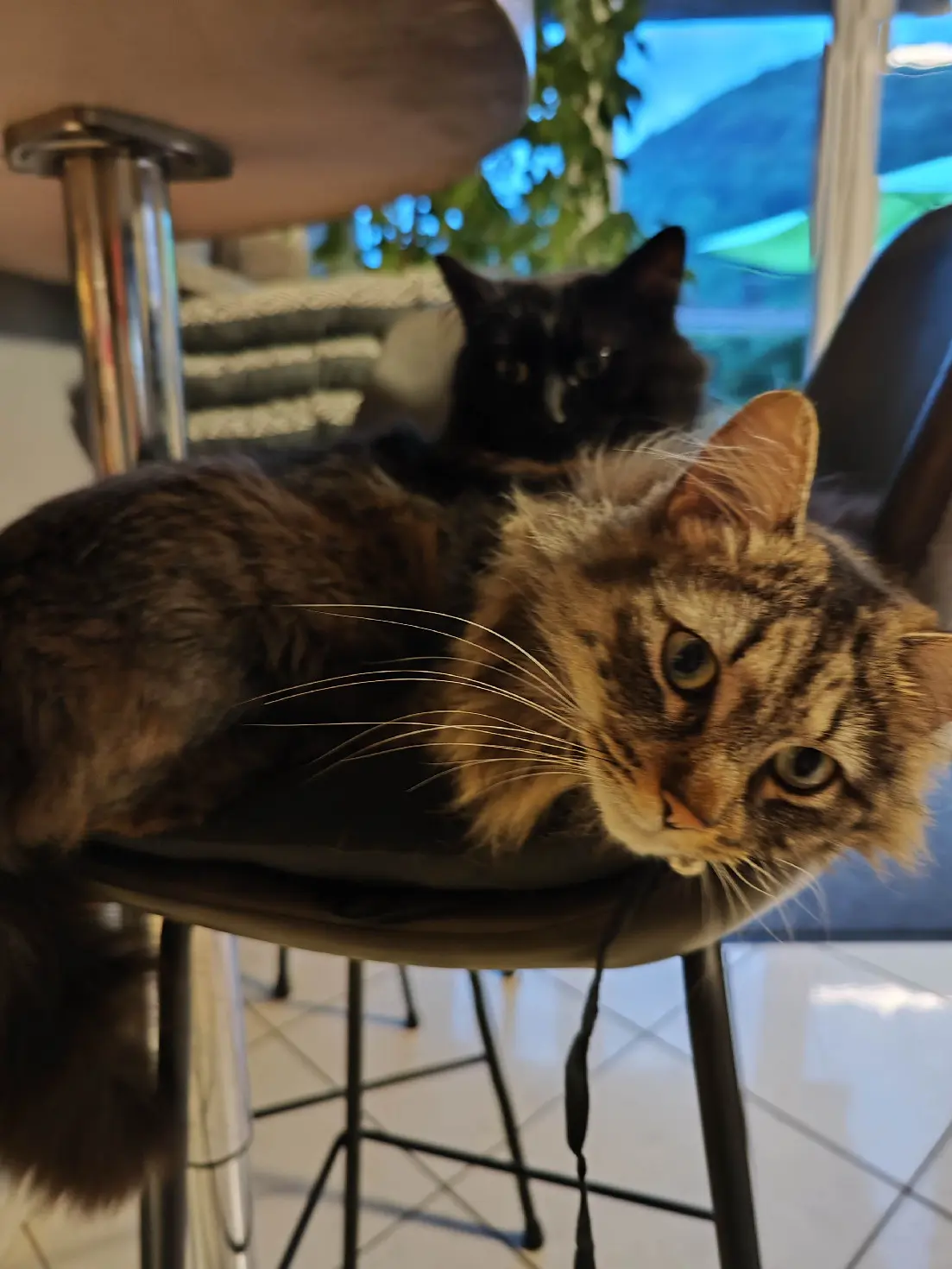 Chatte Perdue 68 Haut-Rhin Kaysersberg-Vignoble - Moca Chatte Perdue 68 Haut-Rhin Kaysersberg-Vignoble - Moca