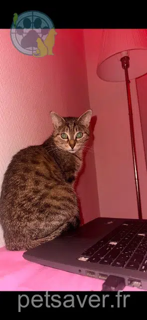 Katze reunited   68310 Wittelsheim Kikette
