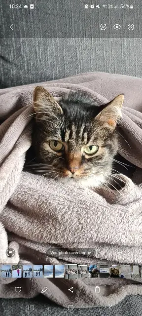 chatte reunited   68000 Colmar Korky