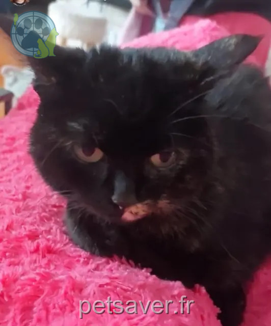 chatte reunited   68800 Vieux-Thann Lilo