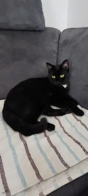 chatte reunited   68220 Folgensbourg LOLA