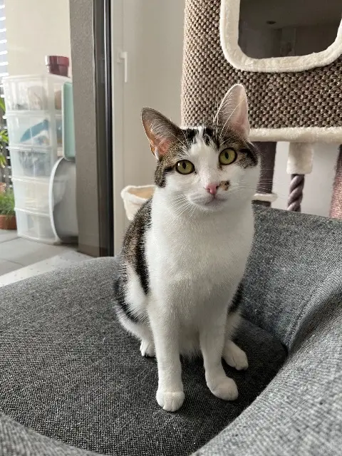 chatte reunited   68600 Biesheim Louna