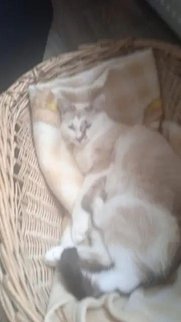 chatte reunited   68400 Riedisheim Luna