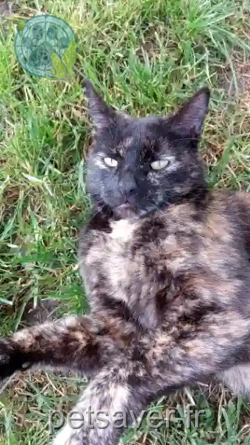 Chatte Perdue 68 Haut-Rhin - Macha Chatte Perdue 68 Haut-Rhin - Macha