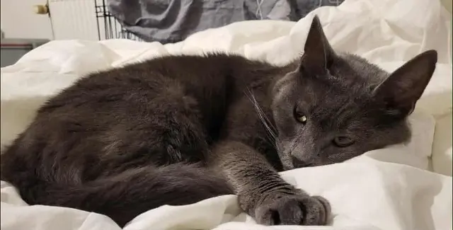 chatte reunited   68480 Oltingue Marcelle