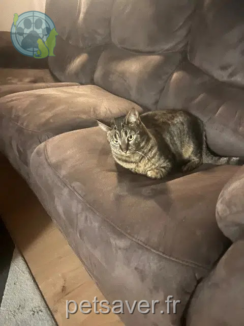 chatte reunited 68440 Dietwiller Marvel
