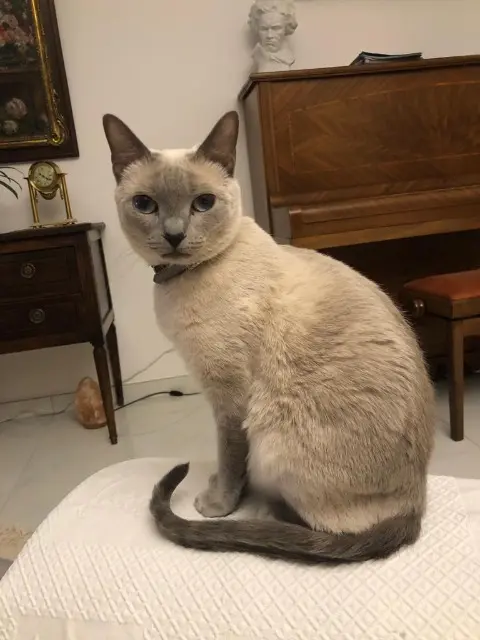 chatte reunited   68400 Riedisheim Maya
