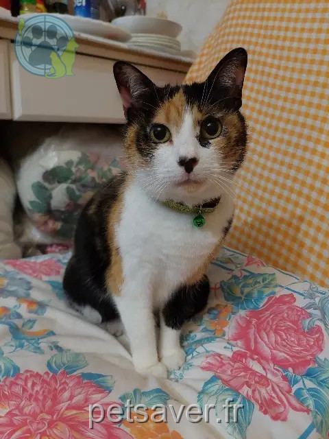 gatta reunited 68040 Ingersheim Maya