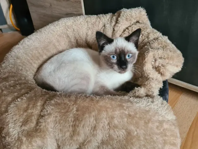 chatte reunited   68560 Heimersdorf Mia