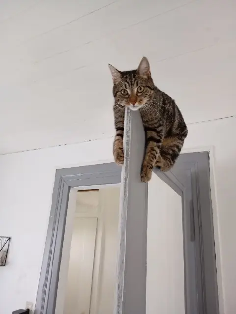 chatte reunited   68540 Bollwiller Mia