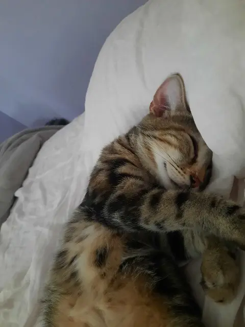 chatte reunited   68000 Colmar Mia