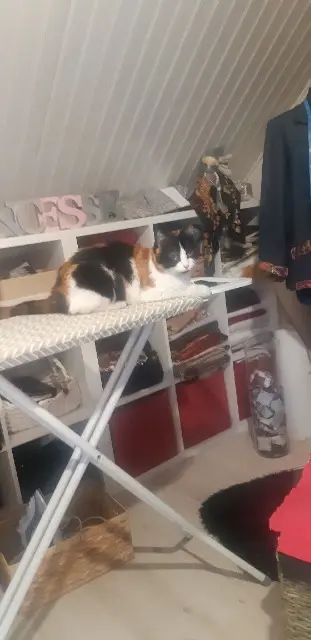 chatte reunited   68150 Ribeauvillé Minette
