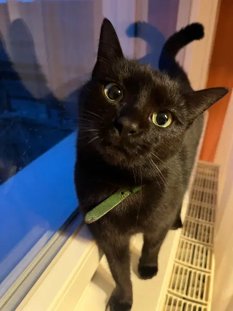 chatte reunited   68260 Kingersheim Moon
