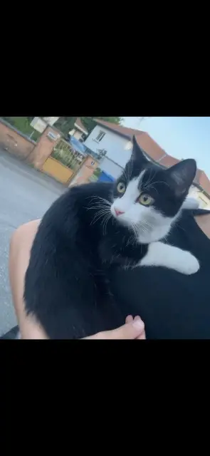 chatte reunited   68120 Richwiller Mouisa