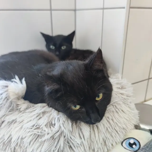 chatte reunited    Mulhouse Amox