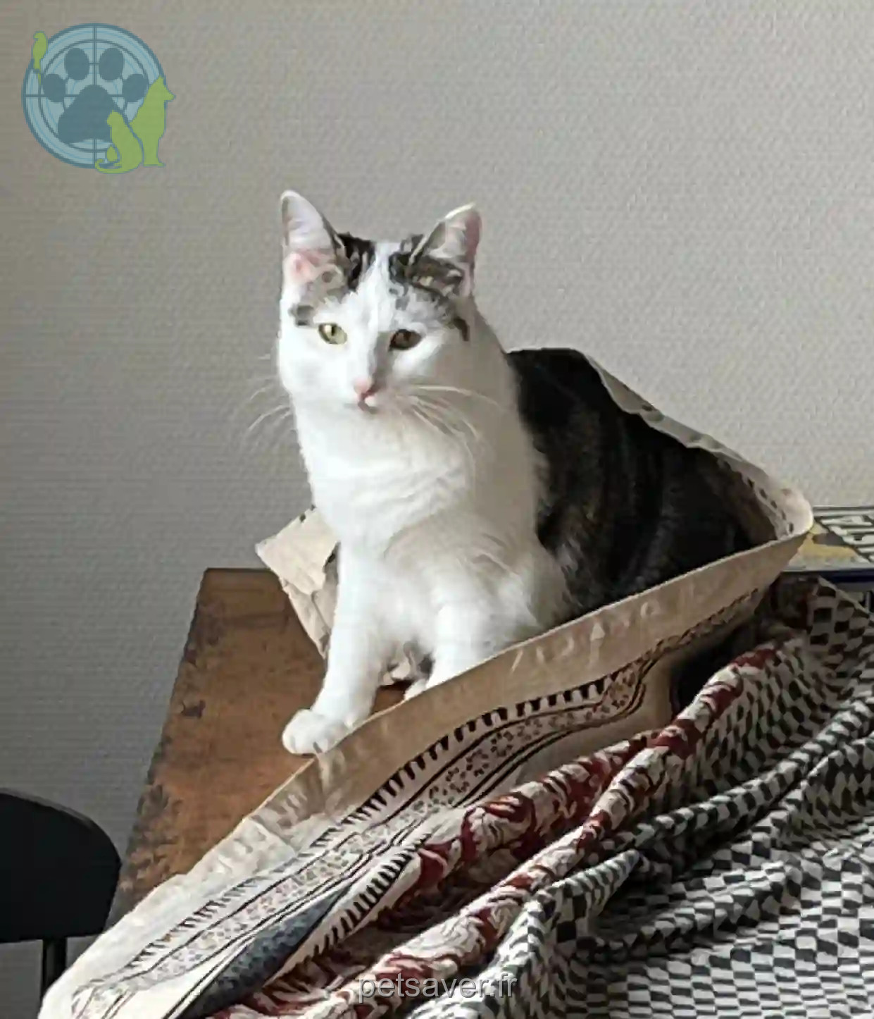 Chatte Trouvée 68 Haut-Rhin Mulhouse - Ayla Chatte Trouvée 68 Haut-Rhin Mulhouse - Ayla