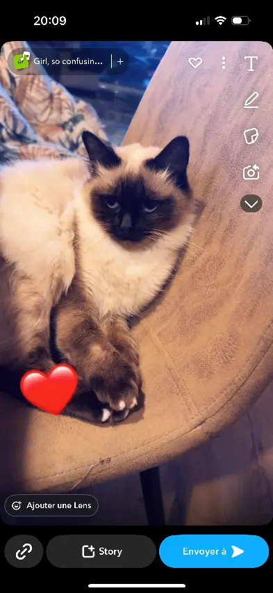 Chatte Perdue 68 Haut-Rhin Mulhouse - Gagoune Chatte Perdue 68 Haut-Rhin Mulhouse - Gagoune