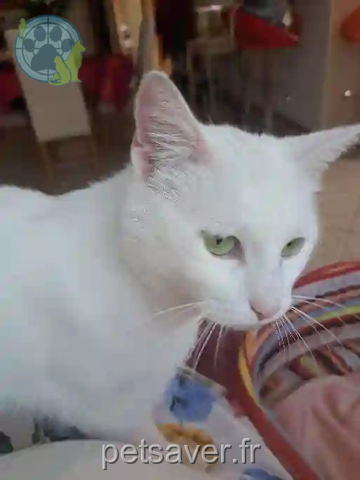 Chatte Trouvée 68 Haut-Rhin Mulhouse - Milady Chatte Trouvée 68 Haut-Rhin Mulhouse - Milady