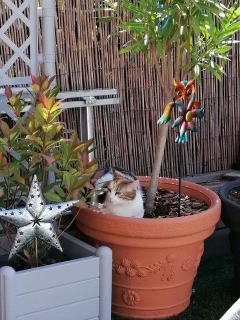 chatte reunited    Mulhouse Mousse