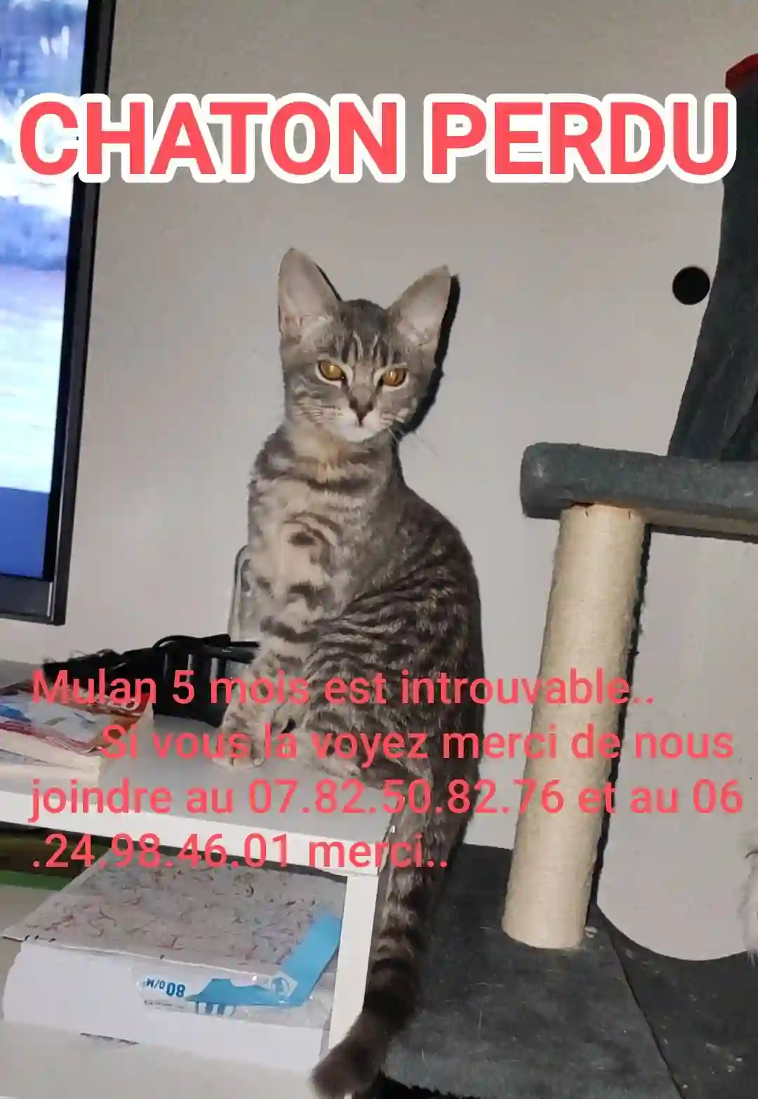 Chatte Trouvée 68 Haut-Rhin Mulhouse - Mulan Chatte Trouvée 68 Haut-Rhin Mulhouse - Mulan