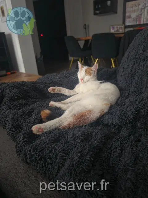 gatta reunited Mulhouse Nahla