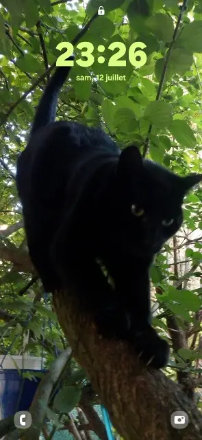 chatte reunited    Mulhouse SHEBA