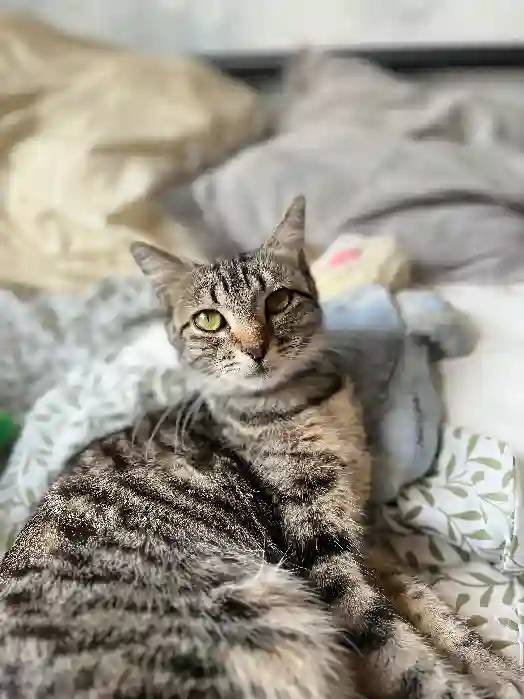 Chatte Trouvée 68 Haut-Rhin Mulhouse - Tigris Chatte Trouvée 68 Haut-Rhin Mulhouse - Tigris