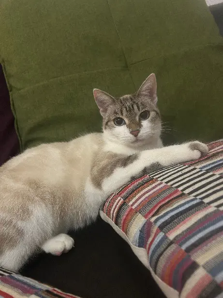Chatte Perdue 68 Haut-Rhin - Nala Chatte Perdue 68 Haut-Rhin - Nala