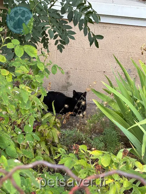 chatte reunited 68290 Dolleren Nala
