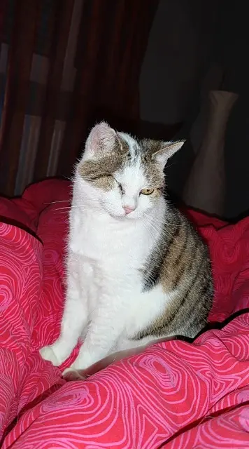 chatte reunited   68110 Illzach Nana