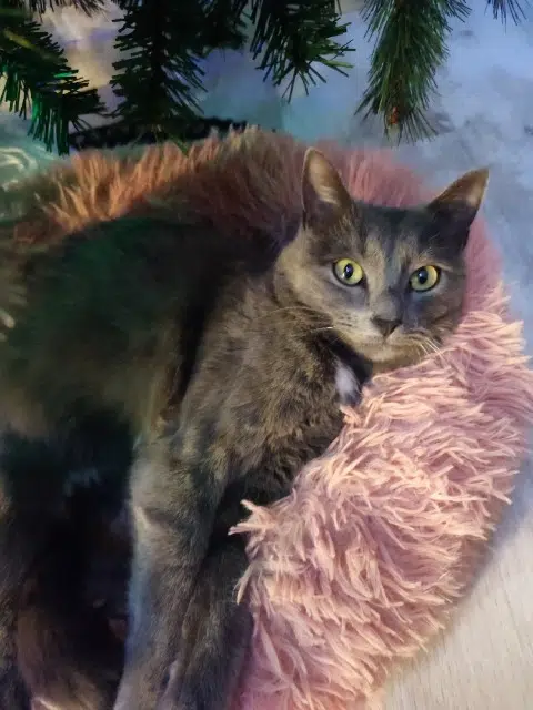 chatte reunited   68720 Zillisheim Naya