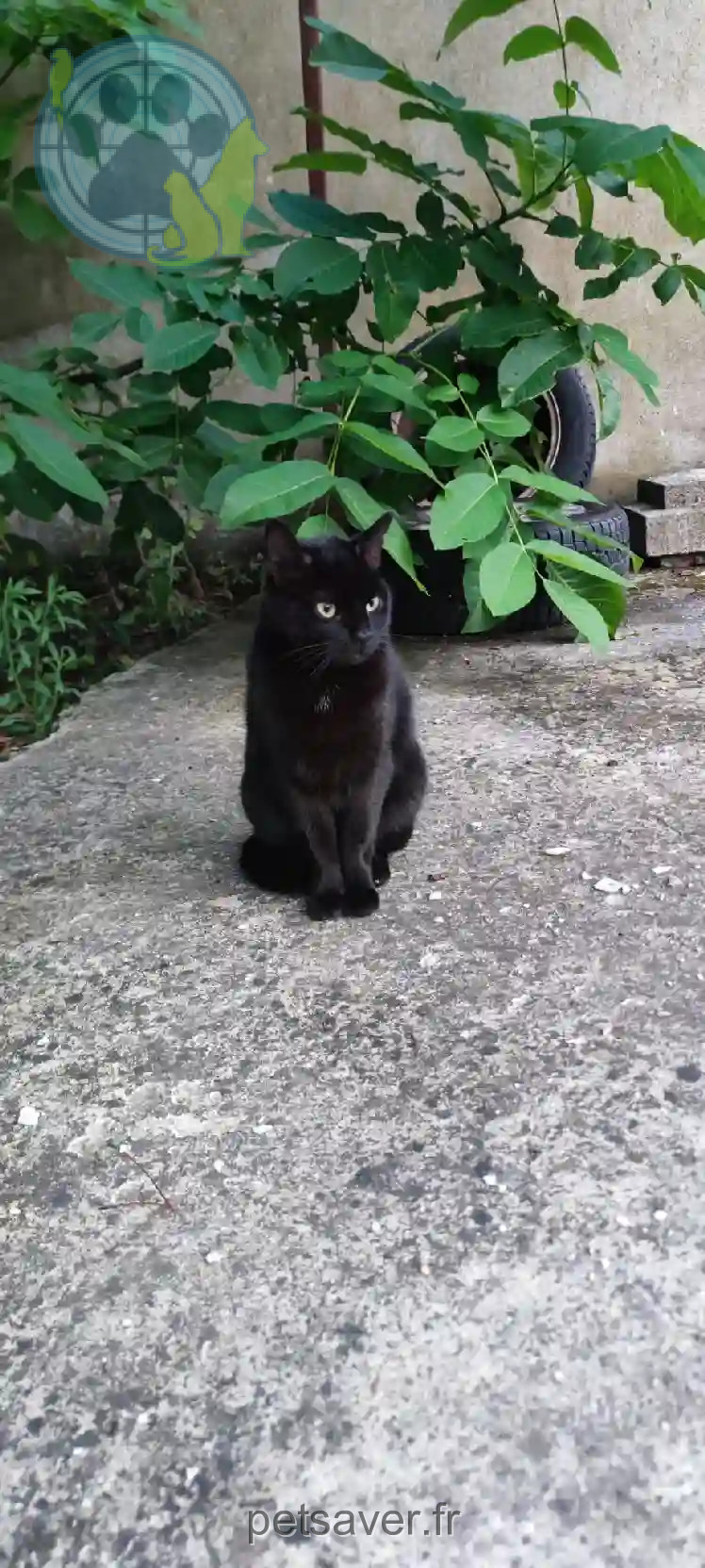 Chatte Trouvée 68 Haut-Rhin - Naya Chatte Trouvée 68 Haut-Rhin - Naya