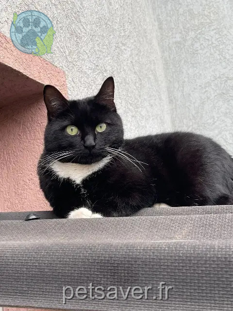 chatte reunited   68000 Colmar Nil