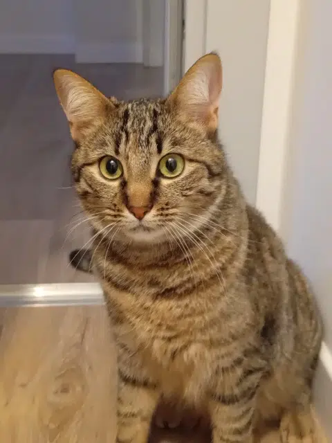 chatte reunited   68720 Heidwiller Noisette