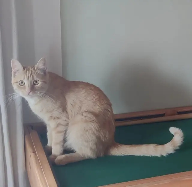 chatte reunited    Wintzenheim Nora