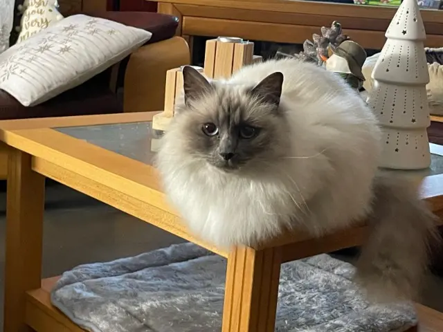 chatte reunited   68127 Niederentzen Oasis