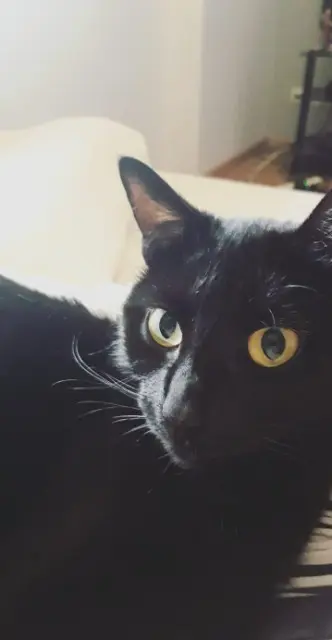 chatte reunited   68170 Rixheim Odette